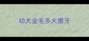 幼犬金毛多大磨牙