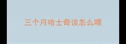 三个月哈士奇该怎么喂