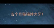 五个月猫猫掉大牙