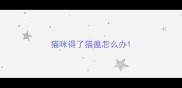 猫咪得了猫瘟怎么办