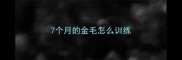 7个月的金毛怎么训练