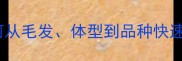 小狗外貌特征全如何从毛发体型到品种快速判断附品种对照表