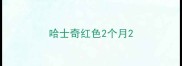 哈士奇红色2个月