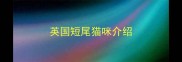 英国短尾猫咪介绍