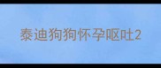 泰迪狗狗怀孕呕吐