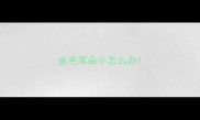 金毛耳朵小怎么办
