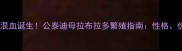 泰迪拉布拉多混血诞生公泰迪母拉布拉多繁殖指南性格价格健康全