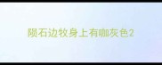 陨石边牧身上有咖灰色
