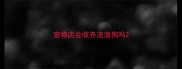 宠物店会收养流浪狗吗
