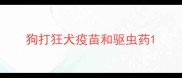狗打狂犬疫苗和驱虫药