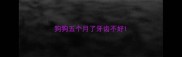 狗狗五个月了牙齿不好