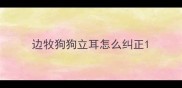 边牧狗狗立耳怎么纠正