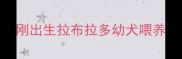 刚出生拉布拉多幼犬喂养