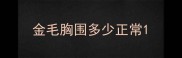 金毛胸围多少正常