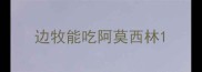 边牧能吃阿莫西林