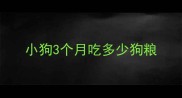 小狗3个月吃多少狗粮