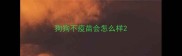 狗狗不疫苗会怎么样