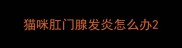 猫咪肛门腺发炎怎么办