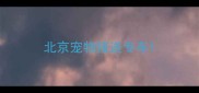 北京宠物接送专车