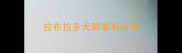 拉布拉多犬脚掌有点硬