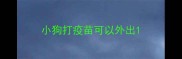 小狗打疫苗可以外出