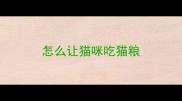 怎么让猫咪吃猫粮