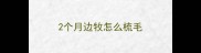 2个月边牧怎么梳毛