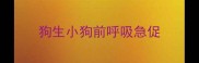 狗生小狗前呼吸急促