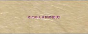幼犬哈士奇拉的便便