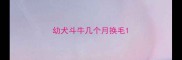 幼犬斗牛几个月换毛