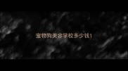 宠物狗美容学校多少钱