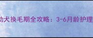 金毛幼犬换毛期全攻略3-6月龄护理要点