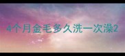 4个月金毛多久洗一次澡