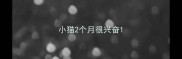 小猫2个月很兴奋