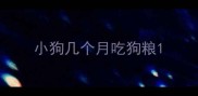 小狗几个月吃狗粮