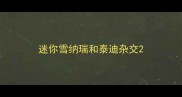 迷你雪纳瑞和泰迪杂交
