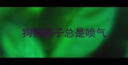 狗狗鼻子总是喷气
