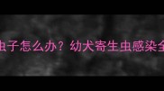 小狗腹泻便便有虫子怎么办幼犬寄生虫感染全及家庭护理指南