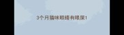 3个月猫咪眼睛有眼屎