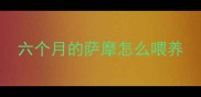 六个月的萨摩怎么喂养