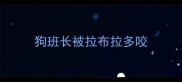狗班长被拉布拉多咬