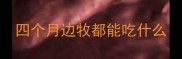四个月边牧都能吃什么