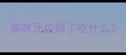 猫咪牙齿掉了吃什么