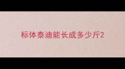 标体泰迪能长成多少斤