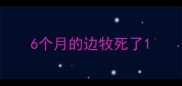 6个月的边牧死了