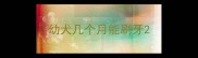 幼犬几个月能刷牙