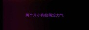 两个月小狗拉稀没力气