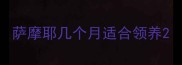 萨摩耶几个月适合领养