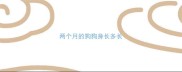 两个月的狗狗身长多长