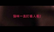 猫咪一直盯着人看